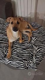 Cucciolo meticcio in adozione