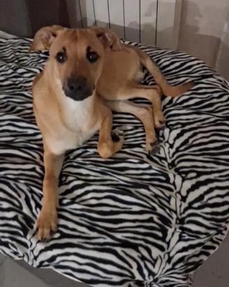 Cucciolo meticcio in adozione