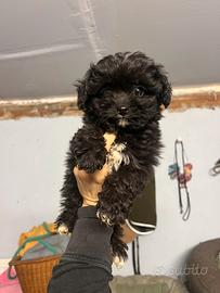 Maltipoo cucciolo