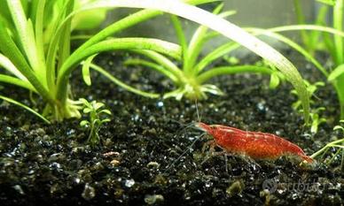 Neocaridine Red Cherry