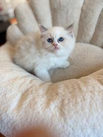 Cucciola Ragdoll con pedigree