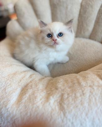 Cucciola Ragdoll con pedigree