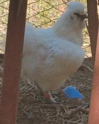 Gallo moroseta bianco