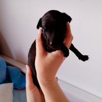 Cucciolo maschio Piccolo Levriero Italiano