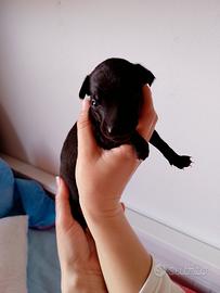 Cucciolo maschio Piccolo Levriero Italiano