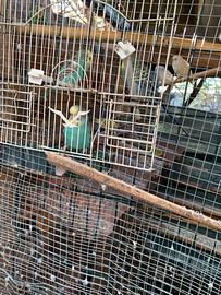 Coppie di coccorite - Animali In vendita a Brescia