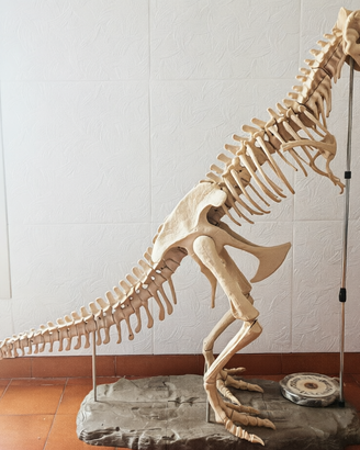 Modello dinosauro Tyrannosaurus Rex con fascicoli