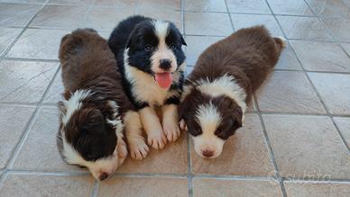 Border collie