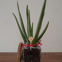 Aloe Vera confezionata artigianalmente