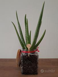 Aloe Vera confezionata artigianalmente