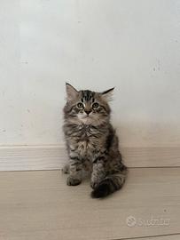 Gattino tipo Siberinao ipoallergenico