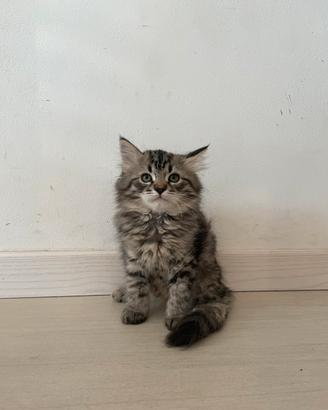 Gattino tipo Siberinao ipoallergenico