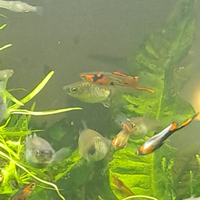 Poecilia Wingei Campoma nn. 47 e 51,.ceppi puri