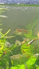 Poecilia Wingei Campoma nn. 47 e 51,.ceppi puri