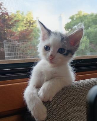 Due gattine meravigliose