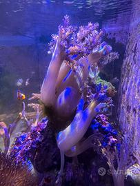 Sinularia corallo molle acquario marino