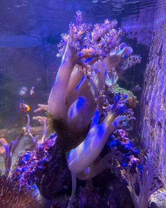 Sinularia corallo molle acquario marino