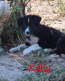 Cuccioli di 2 mesi padre PT e madre border