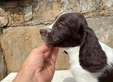 Cucciolo Springer Spaniel Inglese