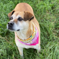 Constance la cagnolina che vi amerà x sempre