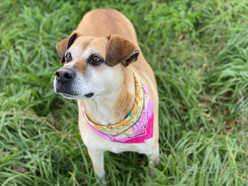Constance la cagnolina che vi amerà x sempre
