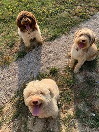 3 cani lagotto romagnolo
