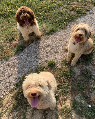 3 cani lagotto romagnolo