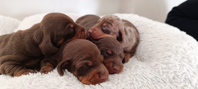 Cucciolo di bassotto cioccolato
