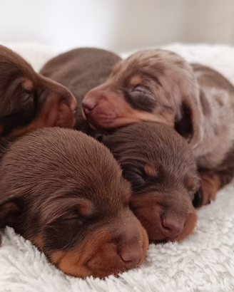 Cucciolo di bassotto cioccolato