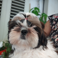 Shih Tzu
