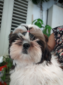 Shih Tzu