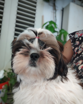Shih Tzu