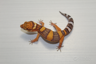 Geco leopardino