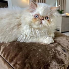 Persiano Red Point
