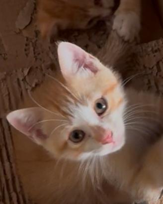 Gatti di due mesi
