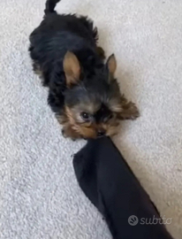 Yorkshire da borsetta genitori visibili 1.5kg