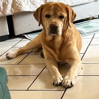 Labrador maschio per monta