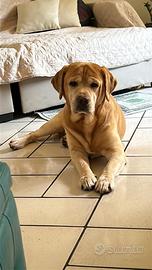 Labrador maschio per monta