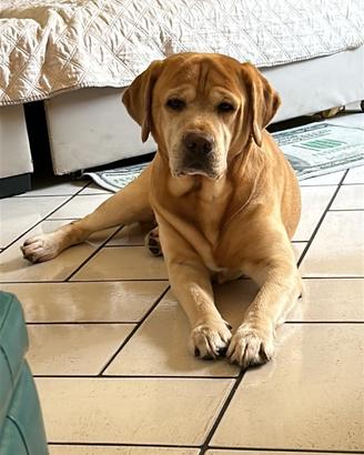 Labrador maschio per monta