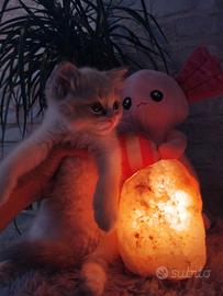 Femminuccia RAGDOLL Blue Lynx Bicolor Pedigree AGI