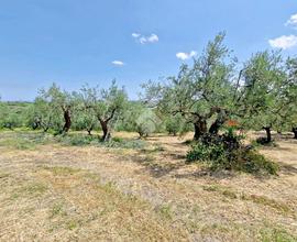 TER. AGRICOLO A MONTEFIORE CONCA