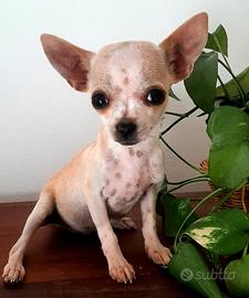 Cucciola Chihuahua toy