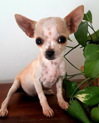 Cucciola Chihuahua toy