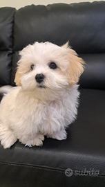 Cucciolo Bichon Havanese Ciampino/ Morena