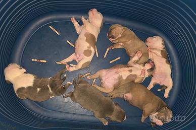 Cuccioli American Bully Pocket ABKC