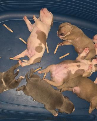 Cuccioli American Bully Pocket ABKC