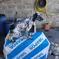 Cucciolotti Setter inglese