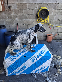 Cucciolotti Setter inglese