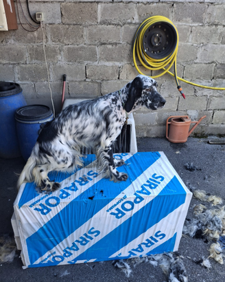 Cucciolotti Setter inglese