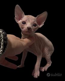 Sphynx